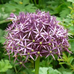 Allium Albopilosum Christophii